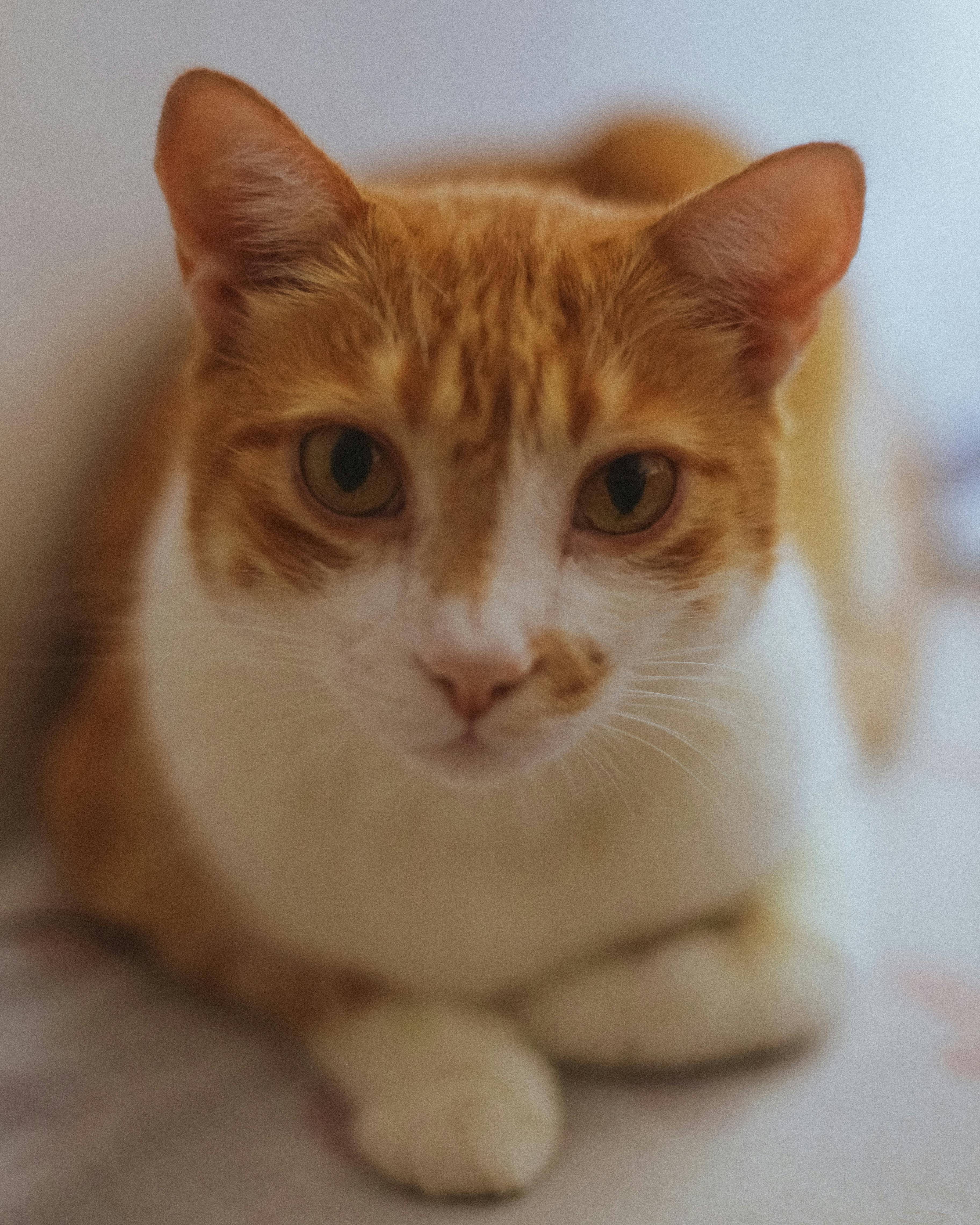 Mascota 1