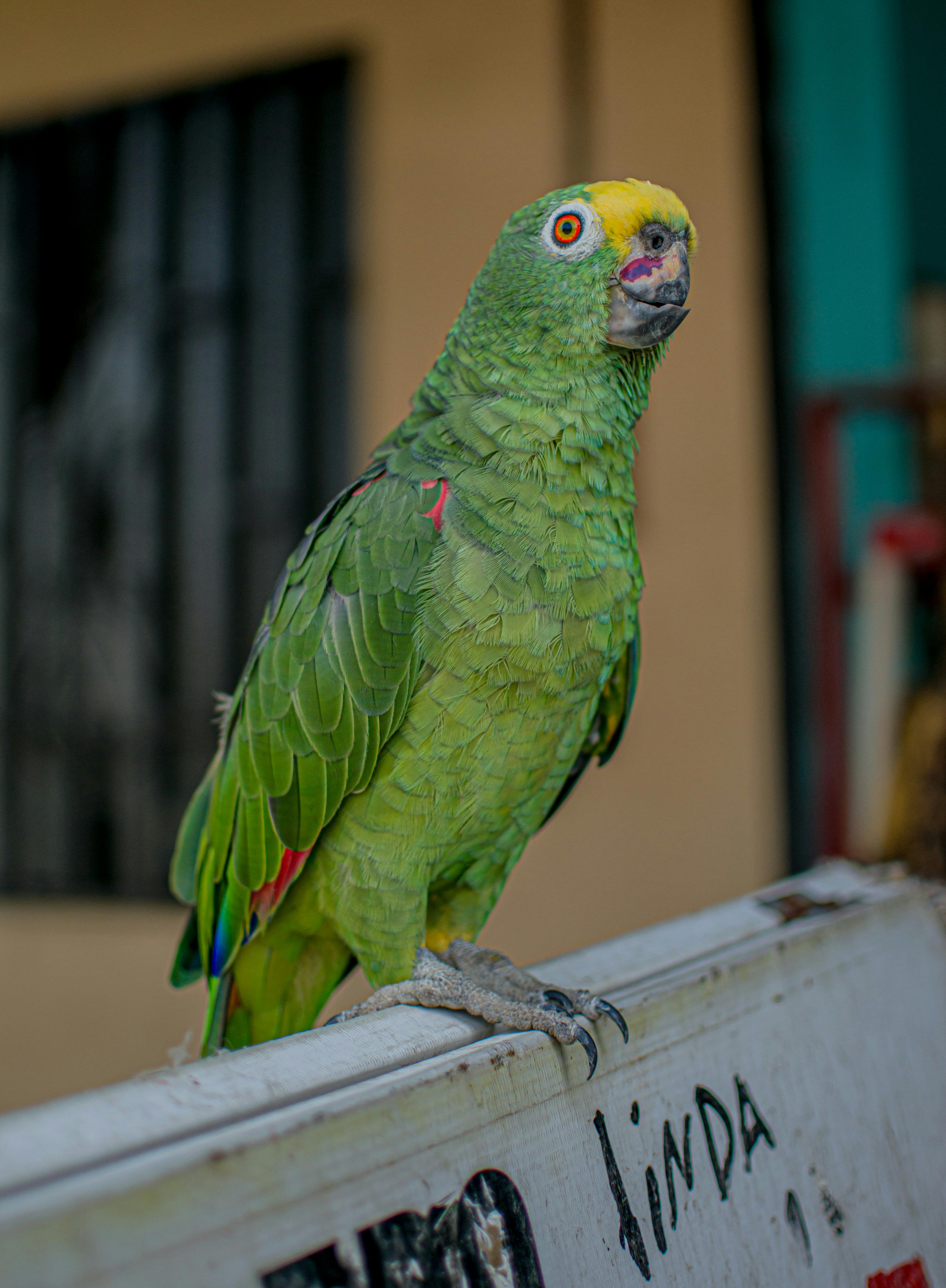 Mascota 3